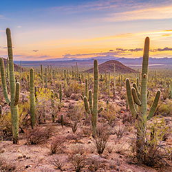 cacti and sunset in arizona