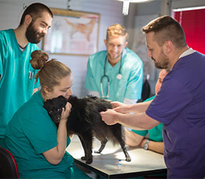 vet examines dog with vet techs helping