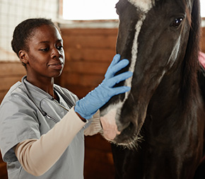 vet tech tends to horse in stable