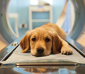 golden retriever pup lies on cot waiting for mri